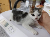 광주 광산구 선암동에서 갈검색 고양이 구조