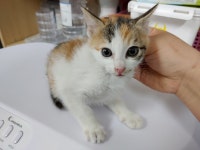 광주 광산구 선암동에서 삼색 고양이 구조