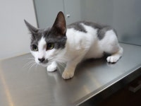 울산 동구 방어동 담벼락에서 진회, 흰색 고양이 구조