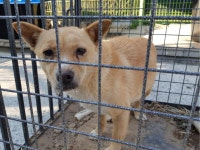 경남 진주 명석면 계원리에서 갈흰색 강아지 구조