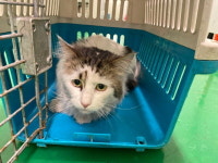 부산 기장 일광면 메가마트 부근에서 흰갈색 고양이 구조