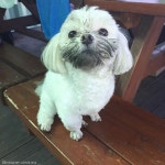 아련한 표정으로 SNS 스타된 강아지의 반전 정체..아궁이 고구마 훔쳐먹다 딱 걸려