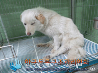 경기 김포 애기봉로에서 연갈색 강아지 구조