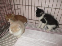 부산 사하 장림동 통닭집에서 흰갈검색 아깽이 3마리 발견 구조