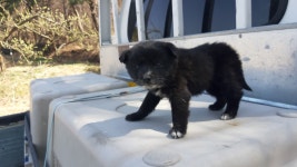 경북 경산 압량 진못둑길에서 까만색 강아지 구조