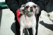 경남 양산 물금읍 새실로54에서 치와와 구조