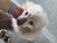 부산 강서 체육공원6번길에서 흰색 강아지 구조
