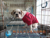 경기 양주 회정로 동물병원 인근에서 시츄 구조
