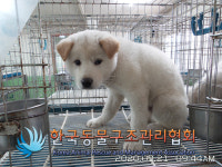 서울 영등포구 선유서로25길에서 갈흰색 강아지 구조