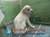 서울 서대문구 남가좌동에서 흰색 강아지 구조