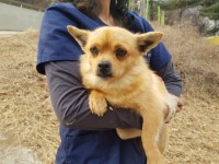 경기 광주 초월읍 대썅령리에서 갈색 강아지 구조