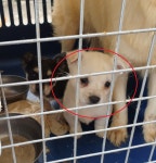 경남 함안 법수면 대송3길에서 어린 강아지 2마리 구조