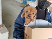 경기 평택 송탄 로데오거리에서 푸들 구조