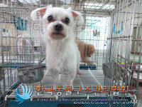 서울 서대문구 북가좌동 꺼꾸로놀이터 인근에서 말티즈 구조