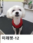 울산 남구 강남교육청 부근에서 말티즈 구조