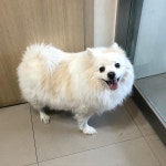 경기 부천 원미로에서 스피츠 구조