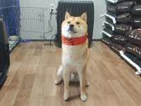 경남 창원 외동 월드메르디앙 부근에서 시바 구조