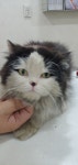 경기 안산 팔곡일동에서 페르시안 믹스 고양이 구조