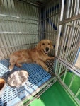 충북 충주 상방교에서 골든 리트리버 구조