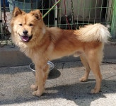 광주 광산구 소촌동에서 갈색 강아지 구조