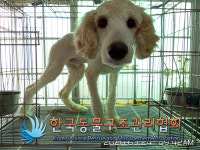 서울 송파구 백제고분로에서 스탠다드 푸들 구조