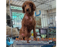 서울 구로구 신도림역 인근에서 푸들 구조