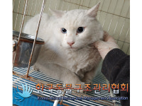 서울 화곡동 봉제산 입구에서 터키시 앙고라 고양이 구조