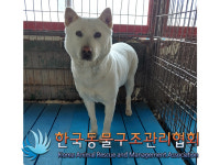 서울 중구 신당동에서 백구 구조