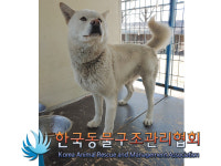 경기 포천 내촌면 포천로에서 흰색 강아지 구조