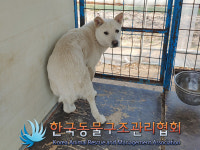 경기 포천 이가팔리 벌말에서 흰색 강아지 구조