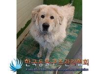 경기 의정부 평화로 회룡역 인근 자전거도로에서 그레이트 피레니즈 구조