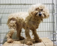 경북 구미 구평동 대원사 안에서 털상태 엉망 푸들 구조