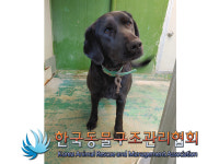 경기 의정부 낙양동 편의점 앞에서 래브라도 리트리버 구조