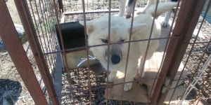 전북 임실 오수면 신기리에서 흰색 강아지 구조