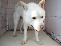 부산 사하 괴정1동에서 백구 구조