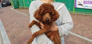 강원 강릉 강릉대 후문 편의점에서 푸들 구조