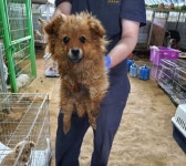 강원 춘천 동면 만천양지길에서 갈색 강아지 구조