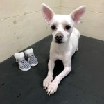 경기 부천 정명어린이공원에서 신발 신은 흰색 강아지 구조