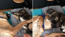 냥펀치 날리다 급 그루밍..두 얼굴의 냥이 때문에 혼란 온 멍멍이