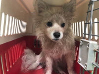 부산 남구 감만119안전센터에서 흰색 강아지 구조