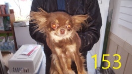 인천 계양구 효성동에서 장모 치와와 구조