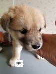 충남 천안 병천면 관성1길에서 갈색 강아지 발견 보호