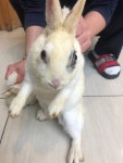 경기 부천 심곡 복개천에서 토끼 2마리 발견 보호