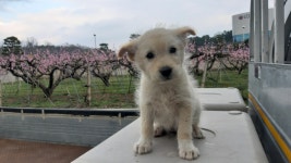 경북 경산 압량 갑제동에서 2개월령 흰색 강아지 발견 보호..인근 농장에 유기