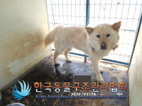 경기 연천 전곡읍 은대초등학교 인근에서 흰색 강아지 발견 보호