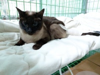 포항 오천읍 문덕리 준양프리미엄2차에서 샴 고양이 발견 보호..천상 개냥이