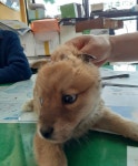 충남 예산 덕산면 외라2길에서 갈색 강아지 발견 보호..3마리 같이 발견