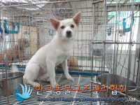 서울 송파구 가락관광호텔 인근에서 갈흰색 강아지 발견 보호