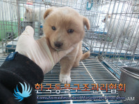 서울 은평구 갈현로에서 갈색 강아지 발견 보호