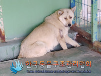 경기 포천 군내면 포천소방서 인근에서 갈색 강아지 발견 보호